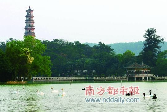 惠州西湖在惠州是“城在水中，水在城中”。這里景色優美，是個談情說愛的好地方。南都記者田飛攝