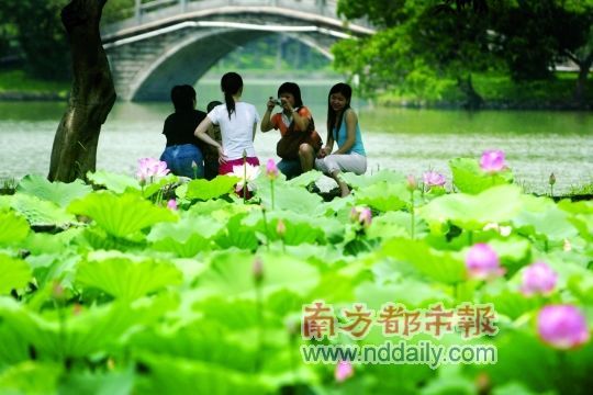 一到夏天，惠州西湖里的荷花便開了。陳偉斌 攝